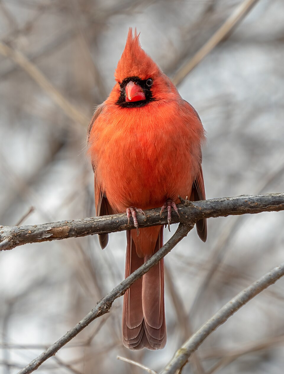 Northern Cardinal, the state bird of Illinois